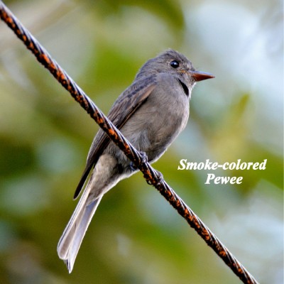 Smoke-colored Pewee